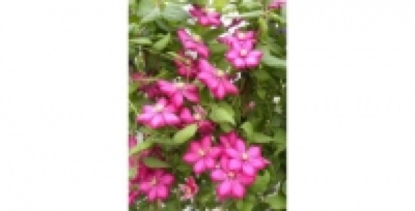 CLEMATITE Ville De Lyon C 3 L