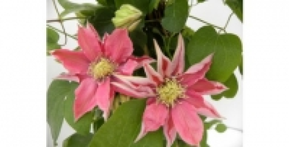 CLEMATITE Petite Sir&egrave;ne C 3 L