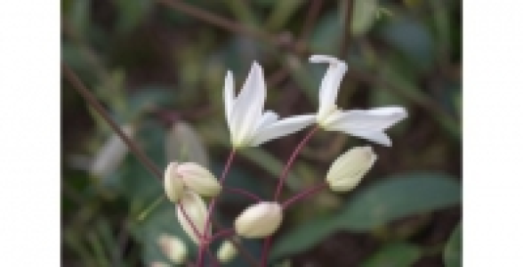 CLEMATITE Armandi enham star C 3 L