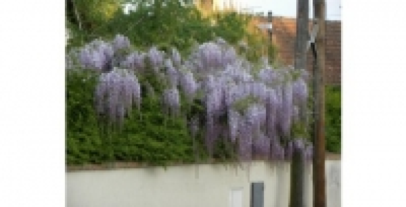 WISTERIA Sinensis prolific C 3 L
