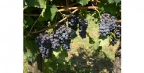 Vigne Alphonse Lavall&eacute;e ZPd4 C 3 L