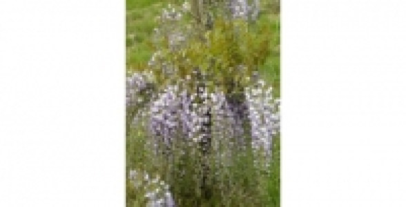 WISTERIA Sinensis Caroline C 3 L