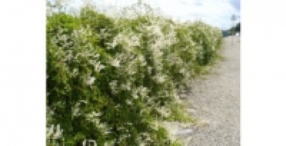 POLYGONUM = Fallopia Auberti C 3 L