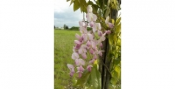 WISTERIA Venusta Rosea C 3 L