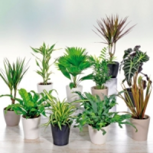 Plante en pot 4.99 €