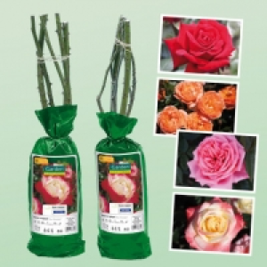 Rosier à repiquer 3.99 €