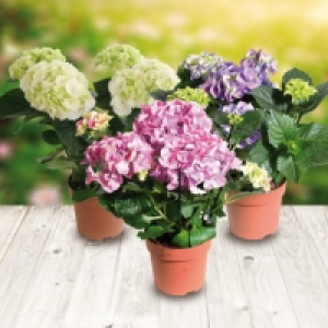 Hortensia 5.49 €