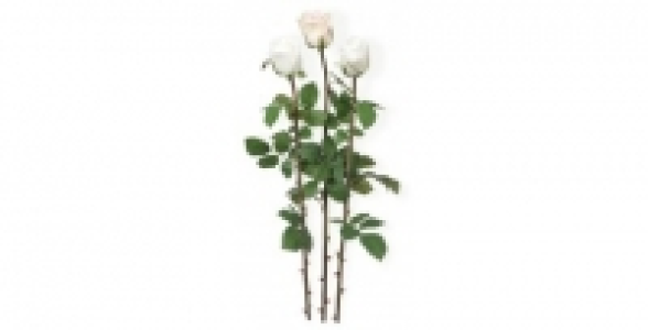 Boutons de rose tiges H 73 cm blanc