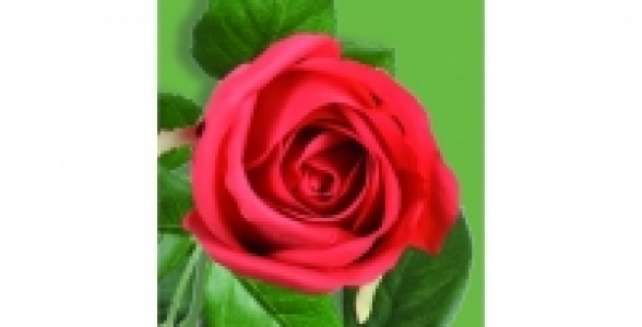 Boutons de rose tiges H 73 cm rouge