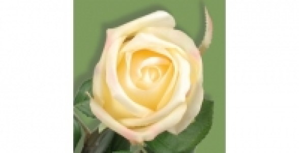 Boutons de rose tiges H 73 cm jaune