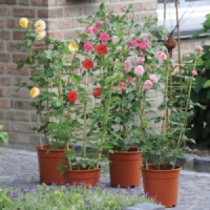 Rosier palissé 9.99 €
