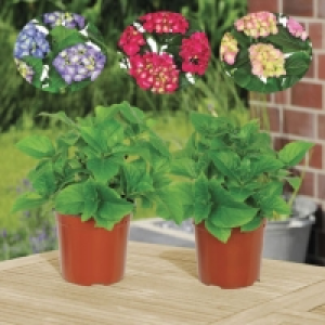 Hortensia 2.49 €