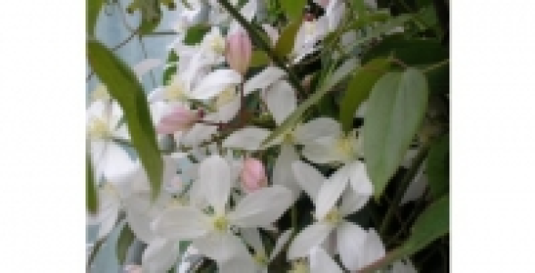 CLEMATITE Armandii Apple Blossom C 3 L