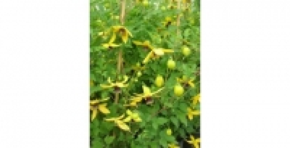 CLEMATITE Golden Tiara® Kugotia C 3 L 32.50 €