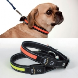 Collier LED pour animaux
