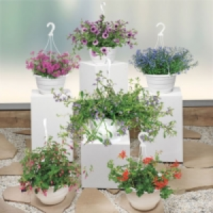 Plante fleurie en suspension 4.99 €