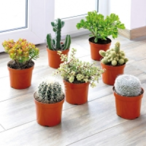 Cactée ou succulente 3.99 €