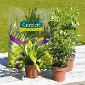 Lot de 3 plantes vertes en sac 5.49 €