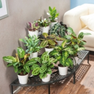 Plante verte 2.99 €