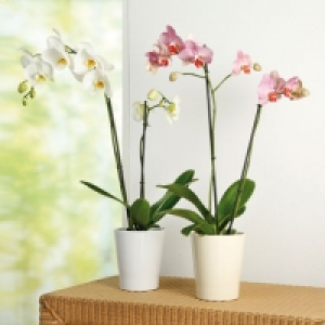 Orchidée Phalaenopsis 5.99 €