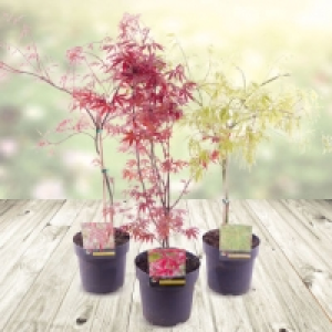 Erable du Japon 9.99 €