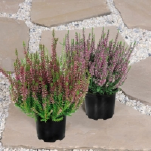 Bruyère 1.29 €