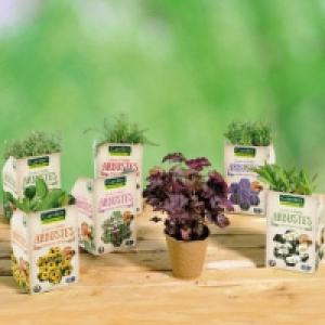 Vivace mellifère abeilles/papillons 1.39 €