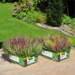 Lot de 6 bruyères 5.99 €