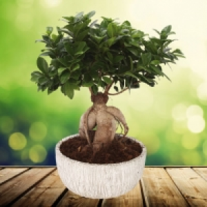 Aldi Garden Feelings® Bonsaï ficus ginseng