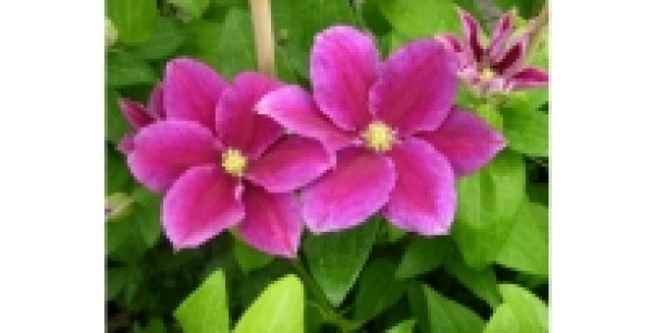 ClématiteHania C 3 L