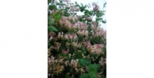 Chèvrefeuille Sinensis C 3 L