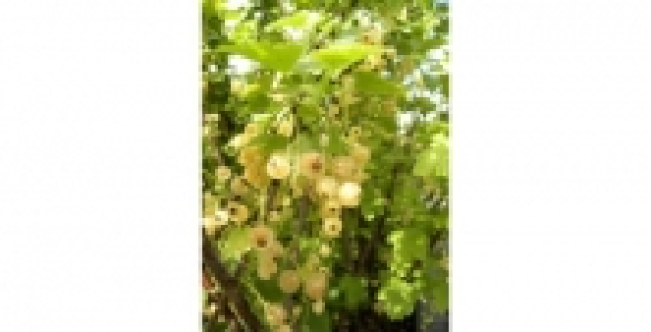 GROSEILLIERS A GRAPPES Hollande Blanche C 3 L 26.41 €
