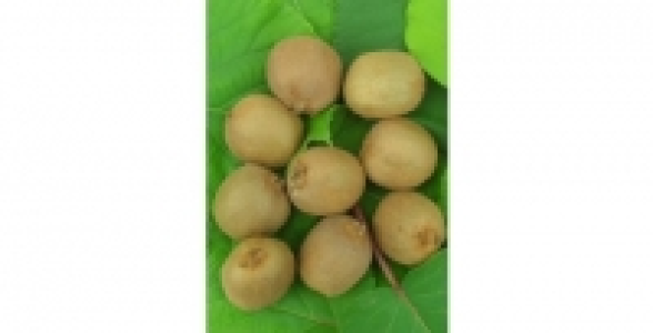 Kiwi Femelle Bruno C 3 L