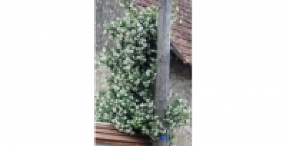 Jasmin dété persistant blanc C 3 L