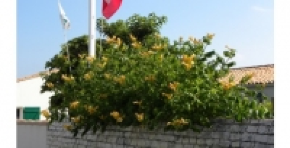 Bignone Yellow Trumpet C 3 L