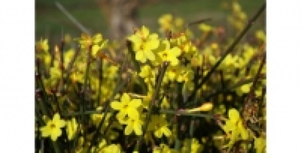 Jasmin dhiver Jaune C 1.3 L