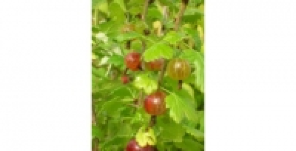 GROSEILLIERS A MAQUEREAUX Worcesterberry C 3 L 28.70 €