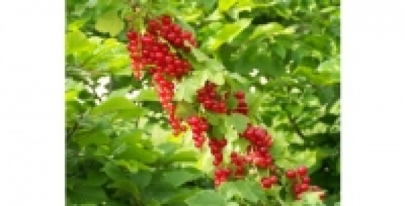 GROSEILLIERS A GRAPPES Junifer C 3 L 26.30 €