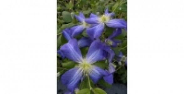 Cl&eacute;matite Jenny C 3 L