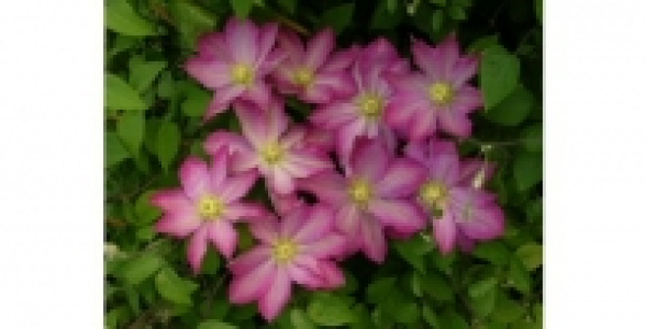 Cl&eacute;matite Asao C 2 L