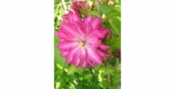 Cl&eacute;matite Kaen C 3 L