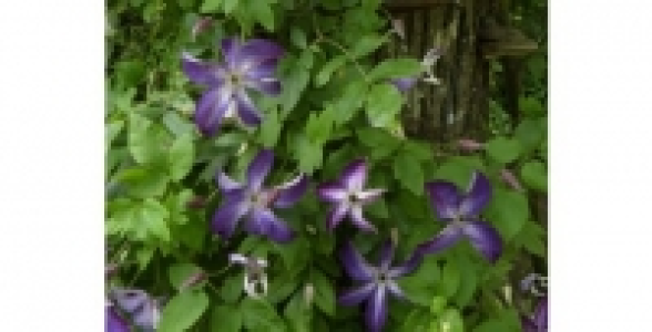 Cl&eacute;matite Venosa C 3 L