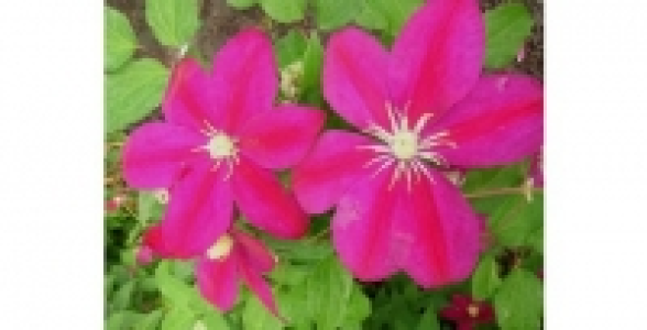 Cl&eacute;matite Sunset C 3 L