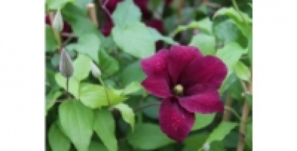 Cl&eacute;matite Niobe C 3 L