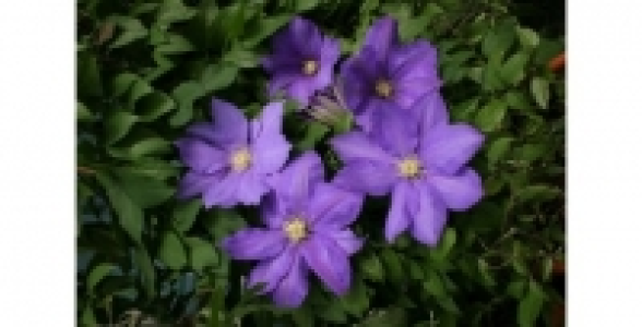 Cl&eacute;matite H F Young C 3 L