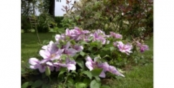 Cl&eacute;matite Bee s jubilee C 2 L