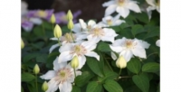 Cl&eacute;matite Destiny C 1.3 L