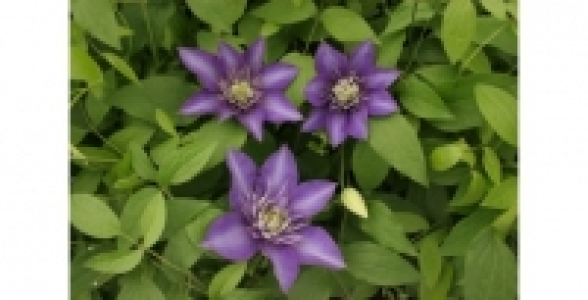 Cl&eacute;matite Multiblue C 2 L