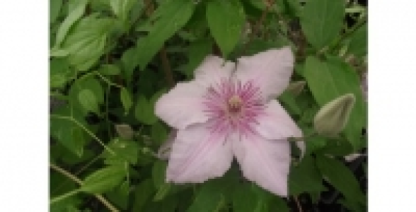 Cl&eacute;matite Marmori C 3 L