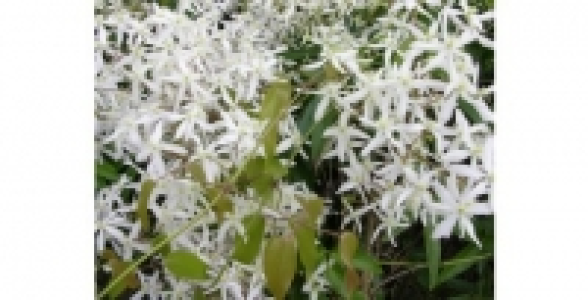 Cl&eacute;matite Armandii C 3 L